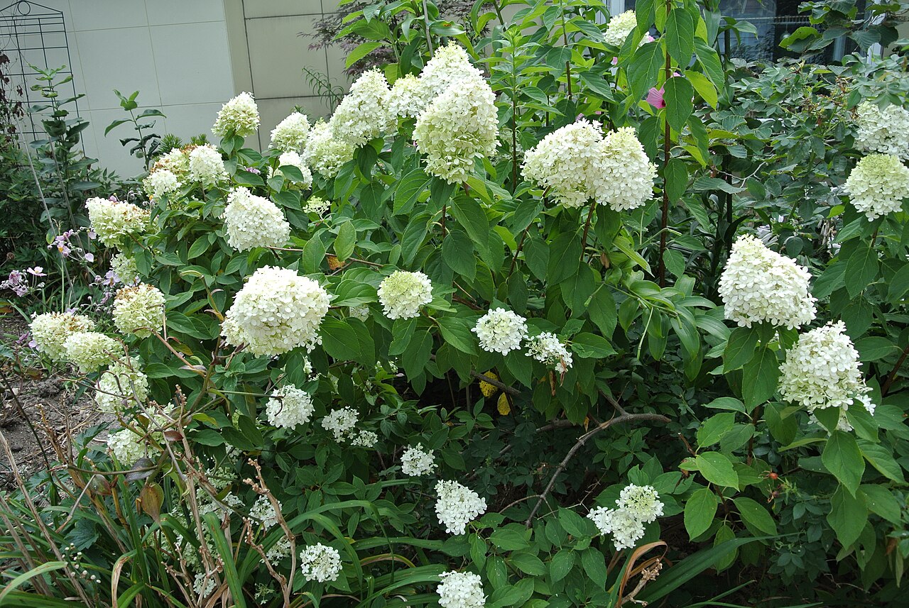 'Limelight' Hydrangea Tree (summer)
