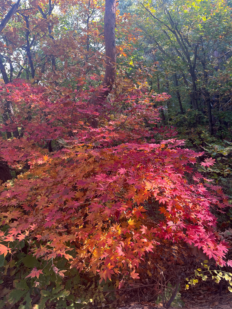 North Wind® Maple (fall)