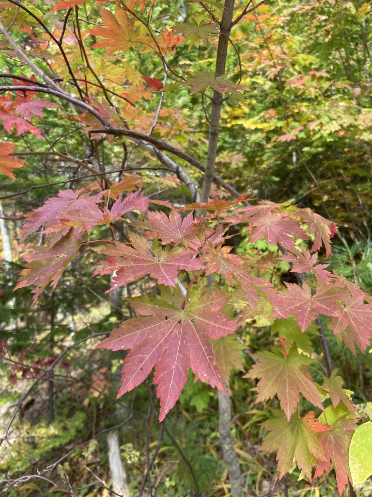 North Wind® Maple (fall)